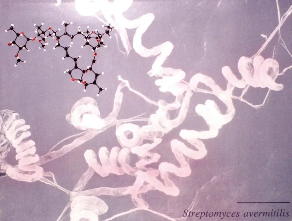 アベルメクチンを生産する放射菌 アベルメクチンを生産する放射菌