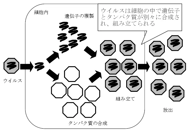 ウイルスの増殖イメージ ウイルスの増殖イメージ