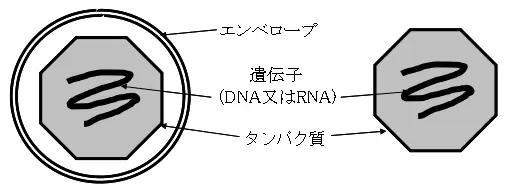 ウイルスの構造 ウイルスの構造